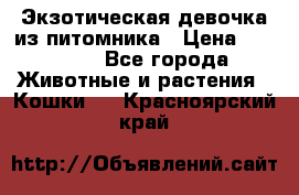 Экзотическая девочка из питомника › Цена ­ 25 000 - Все города Животные и растения » Кошки   . Красноярский край